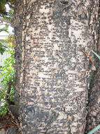 Image of Norfolk Island Araucaria