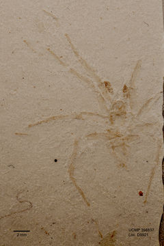 Image of arachnids