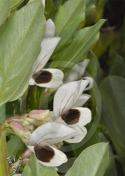 Image of Broad Bean