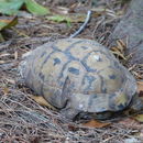 Image of Mediterranean Spur-thighed Tortoise