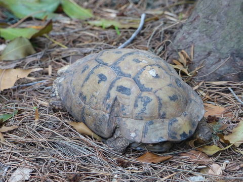 Image of Mediterranean Spur-thighed Tortoise