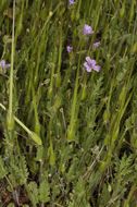 Слика од Erodium botrys (Cav.) Bertol.