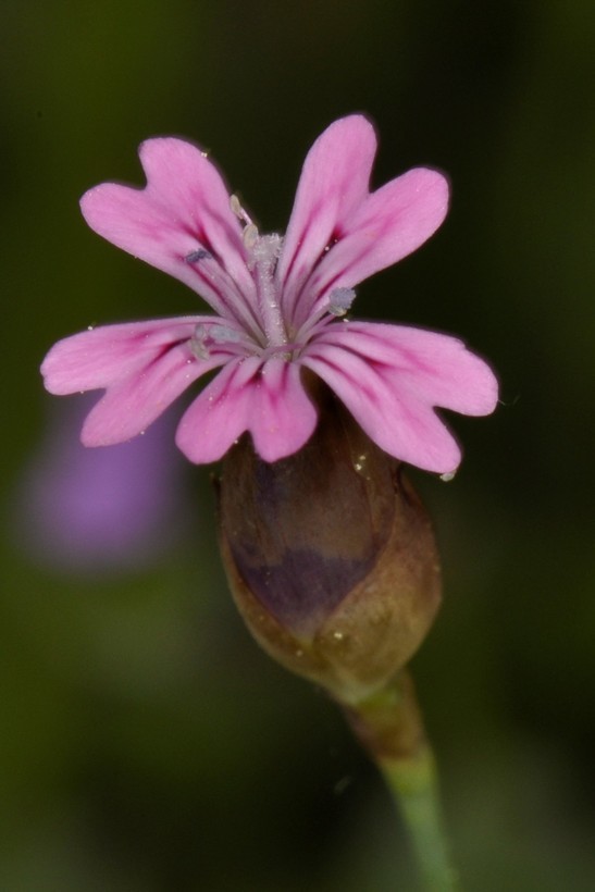 صورة Petrorhagia dubia (Raf.) G. López González & Á. M. Romo