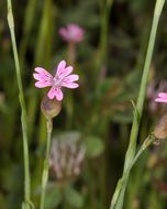 Image of hairypink