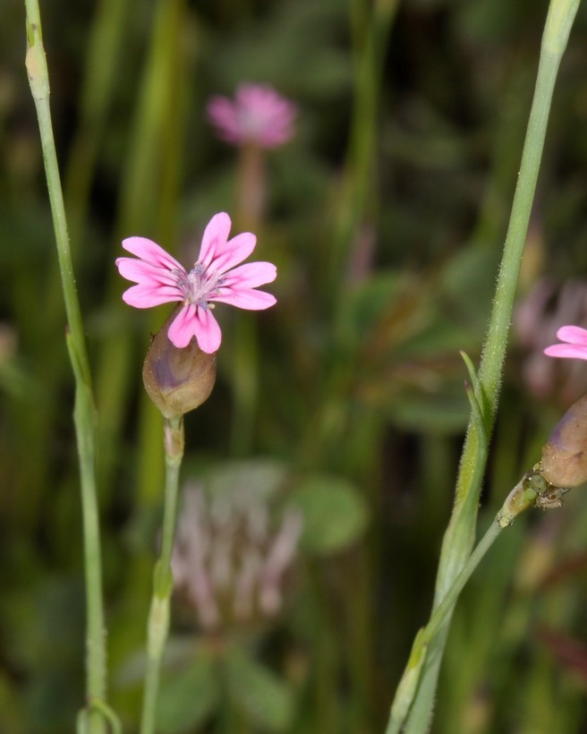 صورة Petrorhagia dubia (Raf.) G. López González & Á. M. Romo