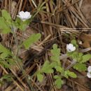 Nemophila heterophylla Fisch. & C. A. Mey. resmi