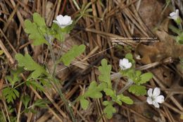 Nemophila heterophylla Fisch. & C. A. Mey.的圖片