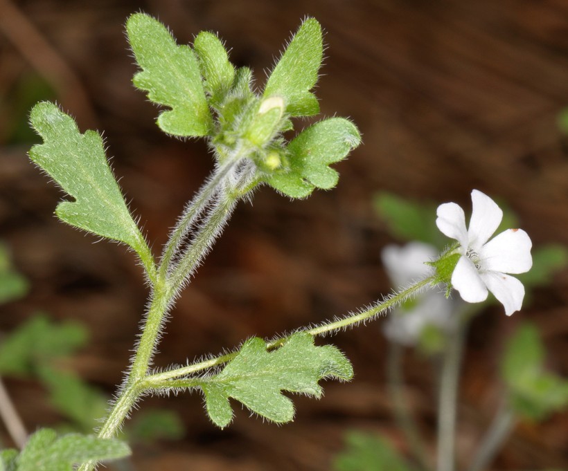 Imagem de Nemophila heterophylla Fisch. & C. A. Mey.