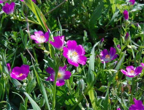 Image of fringed redmaids