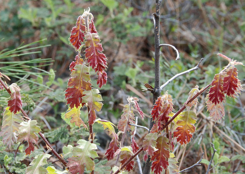 Image of California black oak