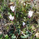 Image of florist's cyclamen