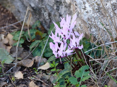 Image of florist's cyclamen