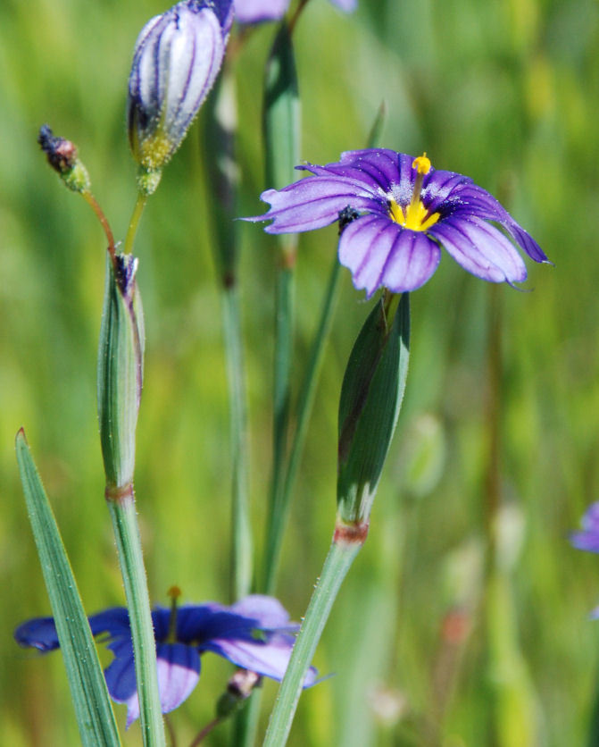 Sisyrinchium bellum S. Watson resmi