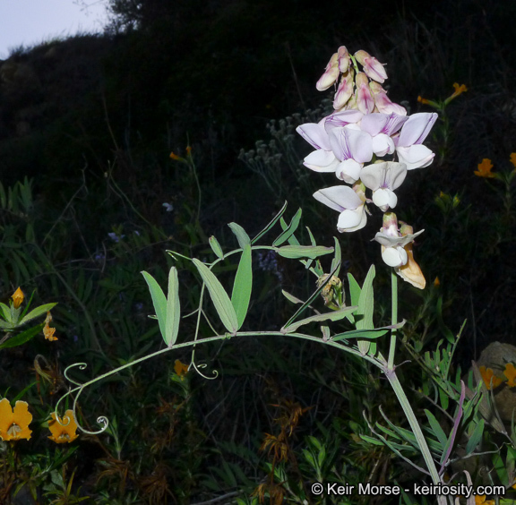 Lathyrus vestitus subsp. vestitus的圖片