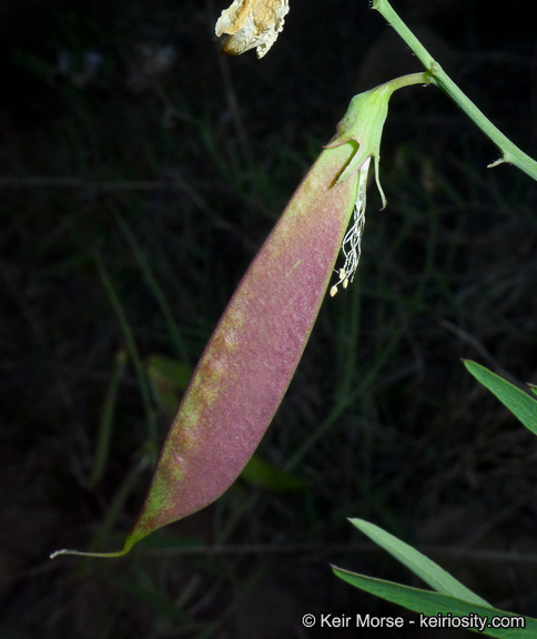 Lathyrus vestitus subsp. vestitus的圖片