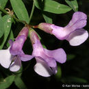 Image of <i>Vicia <i>americana</i></i> ssp. americana