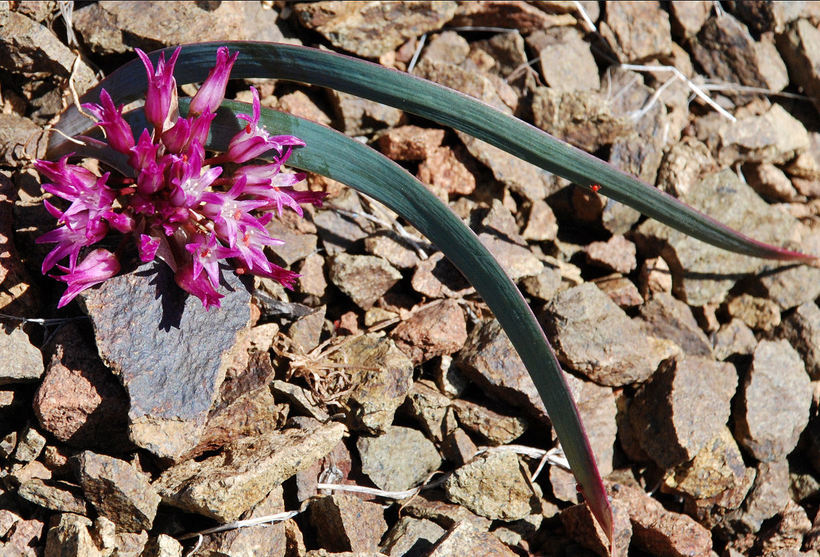 Слика од Allium falcifolium Hook. & Arn.