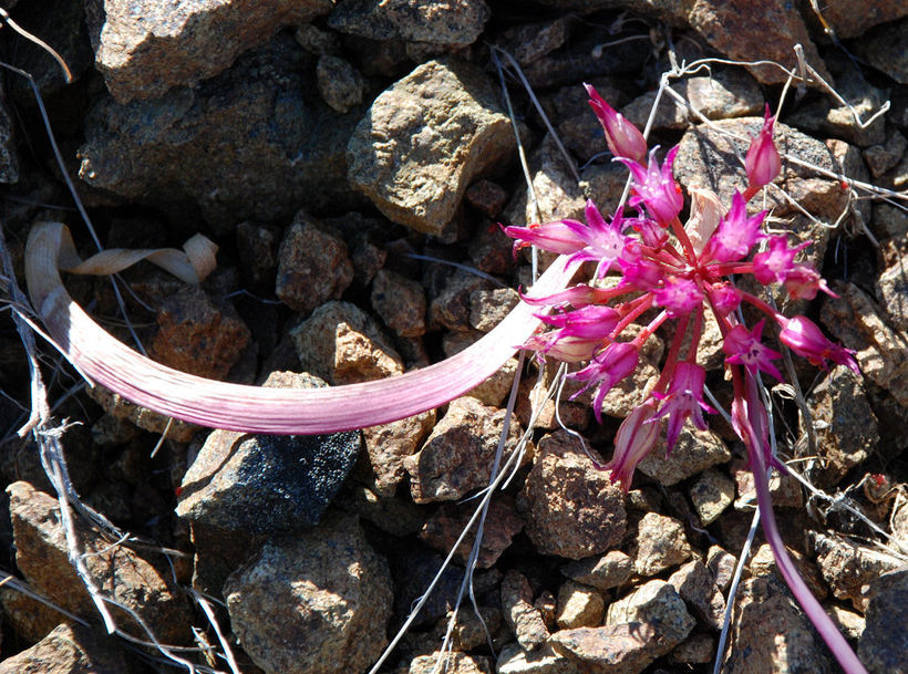 Слика од Allium falcifolium Hook. & Arn.