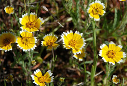 Image of coastal tidytips