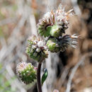 Sivun Phacelia mutabilis Greene kuva