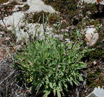 Phacelia mutabilis Greene的圖片