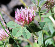 Image of rose clover