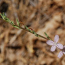 Image of wand wirelettuce