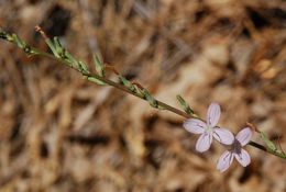 صورة Stephanomeria virgata subsp. pleurocarpa (Greene) Gottlieb