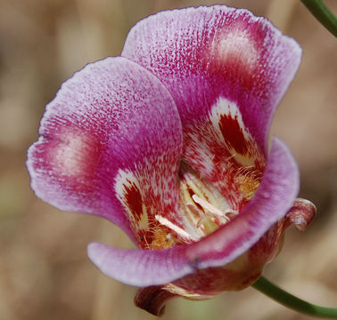 Image of butterfly mariposa lily