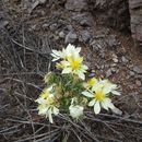 Image of Adonis blazingstar