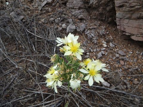 Image of Adonis blazingstar