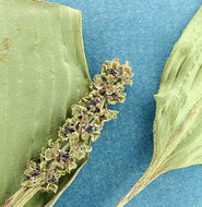 Image of American Pondweed