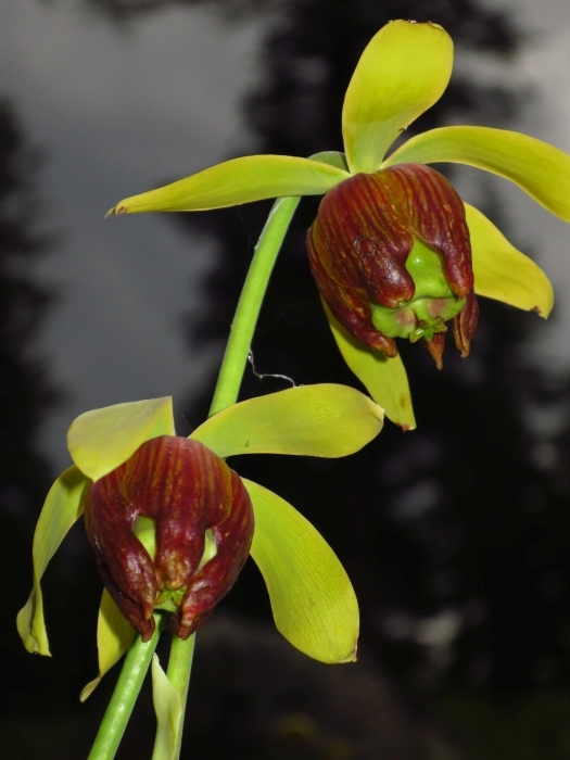 Image of California pitcherplant