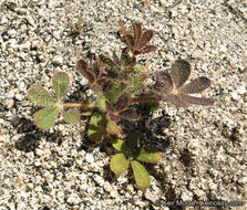 Plancia ëd Lupinus hirsutissimus Benth.