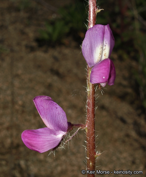 Plancia ëd Lupinus hirsutissimus Benth.