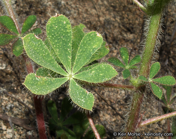 Plancia ëd Lupinus hirsutissimus Benth.