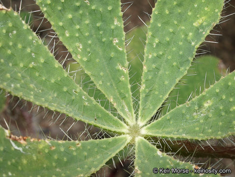 Plancia ëd Lupinus hirsutissimus Benth.