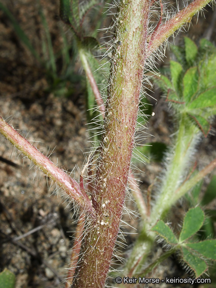 Plancia ëd Lupinus hirsutissimus Benth.