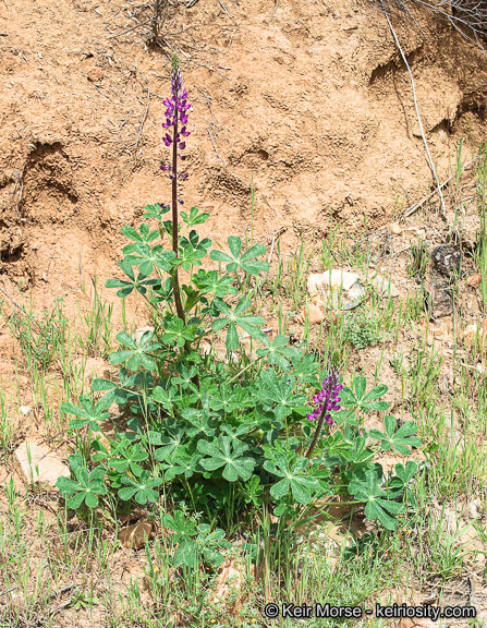 Plancia ëd Lupinus hirsutissimus Benth.