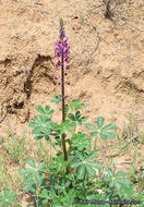 Plancia ëd Lupinus hirsutissimus Benth.