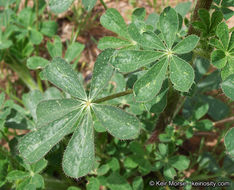 Plancia ëd Lupinus hirsutissimus Benth.