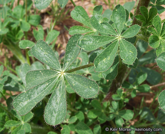 Plancia ëd Lupinus hirsutissimus Benth.