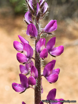 Plancia ëd Lupinus hirsutissimus Benth.