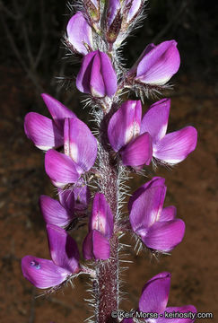 Plancia ëd Lupinus hirsutissimus Benth.