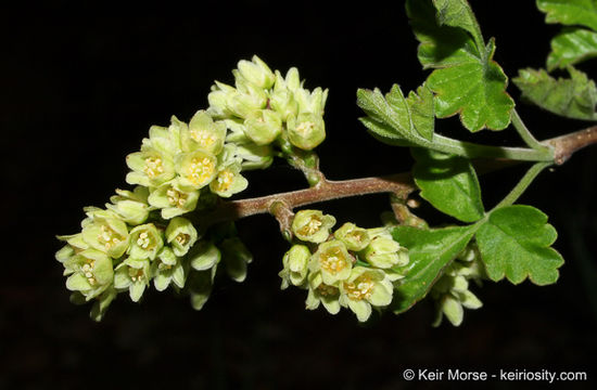 Rhus aromatica Ait. resmi