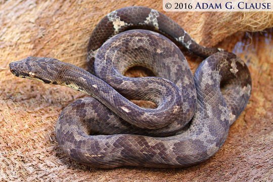 Image of Fiji Island Boa