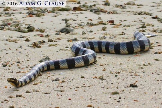 Image of Banded sea krait