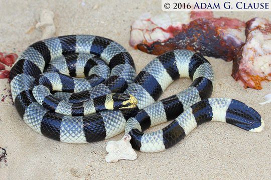 Image of Banded sea krait