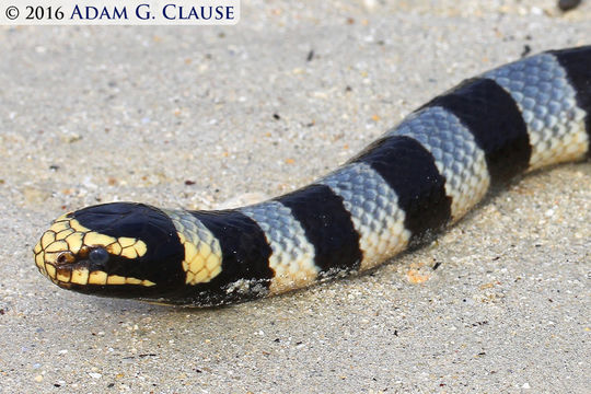 Image of Banded sea krait