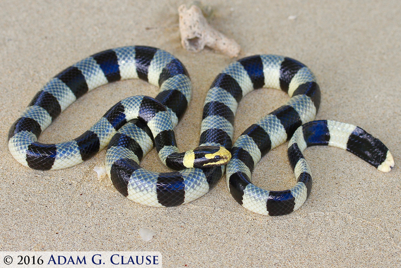 Image of Banded sea krait